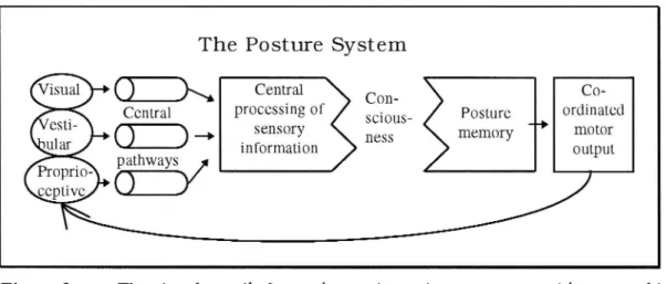 Figure 3 The visual, vestibular and proprioceptive systems provide postural information for central integration