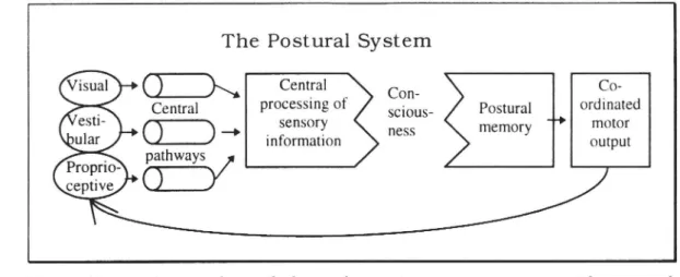 Figure 2 The visual, vestibular and proprioceptive systems provide postural information for central integration