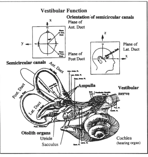 Figure 3 The inner ear, showing the semicircular canals and otolith organs (utricle and saccule) Inset figures illustrate planes of the semicircular canals and the x, y and z head axes