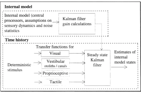 Figure 11 Multi-sensory model using a steady state Kalman filter to represent neural central processing