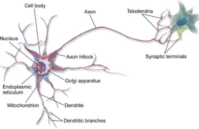 Figure 1 Biological neuron 