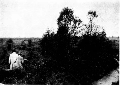 Fig.  1.  Utsikt  över  Horsnäs mosse  nära  Ljungby  i  Småland.  Vattnet  i  prov­