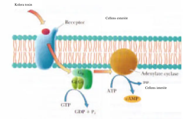 Figur 6.  Koler toxinet binder till receptor på plasmamembranets yta och medlar aktivitet till Adenylat cyclas via G- G-proteinet