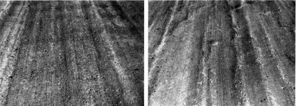 Fig.  23,  24.  Utseendet  av  sträckorna  med  klorkalcium  (Fig.  23)  och  sulfitlut  (fig  24)  i  början  av  augusti  (den  7/8).