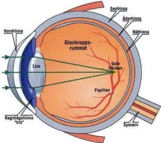 Figur 1: Genomskärning av ögat   
