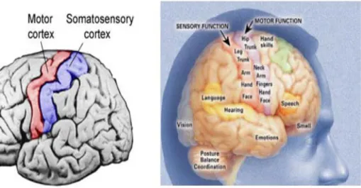 Fig 2: Sensory Motor Cortex 