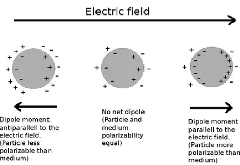 Figure 4: A polarizable particle placed in an electric field can   respond to the field in three different ways depending on the   polarizability of the particle relative to that of the medium: No   response (middle), dipole parallel to the field (right) o