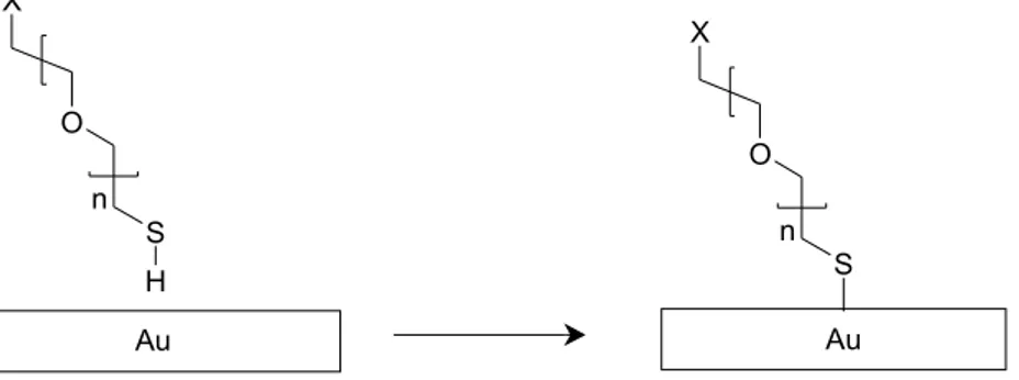 Figure 11. Chemisorption of PEO-SH onto a gold surface.