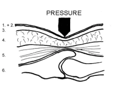 Figure 2.1: The tissue layers: 1. Stratum corneum 2. Epidermis 3. Dermis 4.