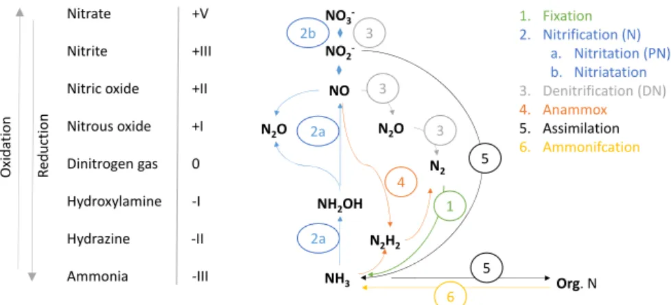 Figure 3. The nitrogen web (modified from Kuypers et al. 2018). 