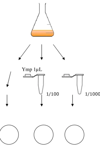 Figur 1. Översikt av adhesionsförsök mikrococcus lutea och Ecoli JM109. 