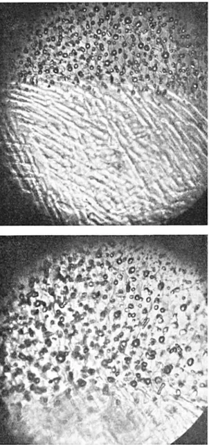 Fig.  io.  Two  views  of  complete-freezing  fronts  advancing  through  a  formerly  undercooled  solution  of  neutral  red  indicator  dye  in  distilled  water