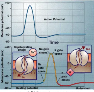 Figure 3.2: Action potential model  http://static.howstuffworks.com/gif/nerve-12.gif 