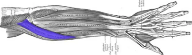 Figure 2.1: Superficial muscles of the forearm. 