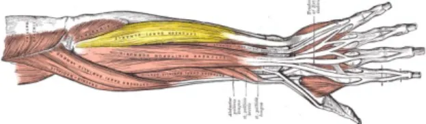 Figure 2.4: Flexor carpi radialis visible in  blue in the centre of forearm.