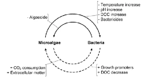 Figure 3.  Positive (dashed line) and negative (plain line) interactions  between microalgae and bacteria (Muñoz and Guieysse, 2006) 