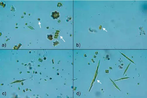 Figure 6. Representative microscope images of the wastewater (WWR)  (a),  sterilized wastewater  (SWR)  (b),  lake water  (LWR) (c) and tap water  (TWR) (d) reactors in the experiment performed in August presented in Paper  II