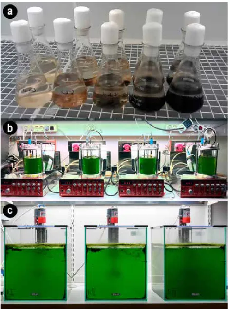 Figure 5. 250 ml flasks used in the proof of concept (Paper I) experiments (a), 1L  photobioreactors used in the experiments studying the effect of lake water inoculation  (Paper I) and nitrification inhibition (Paper II) on algal growth (b) and 20L  photo
