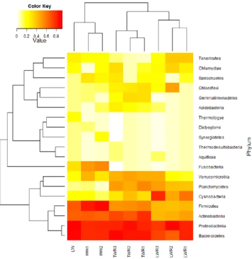 Figure  11.  Heat  maps based on the rRNA reads annotated using SILVA SSU  database of prokaryote phyla in the lake water (LW), wastewater (WW1, WW2), tap  water reactor (TWR1-3) and lake water reactor (LWR1-3) samples