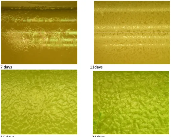 Figure 1 Photographs of cultivated algae after 7, 11, 16 and 21 days, respectively. 