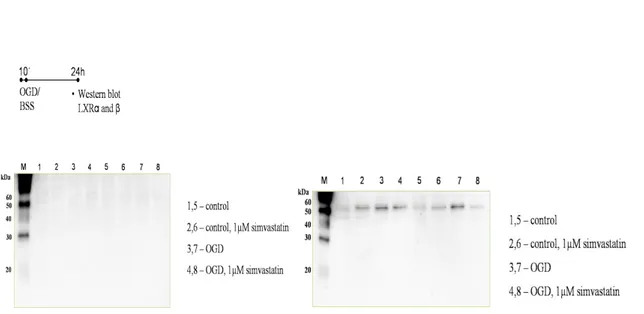 Figure 4. LXR ,   expression in astocytes exposed to a sublethal OGD for 10 minutes with or without  simvastatin treatment (1μM) after control or OGD exposure for 24 h