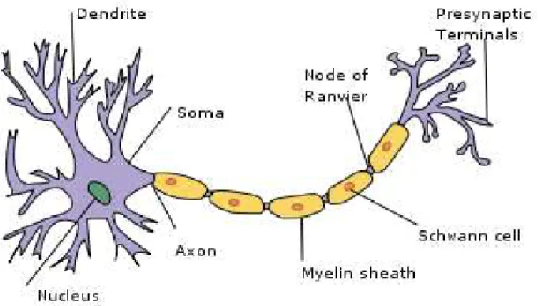 Figure 1: Diagram of a typical neuron