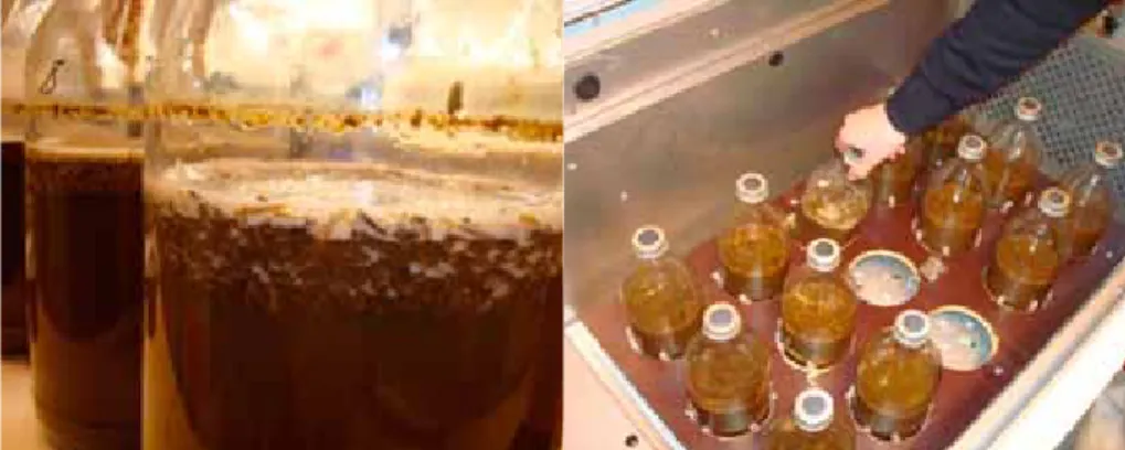 Figure 2.  Biochemical methane potential experiment 