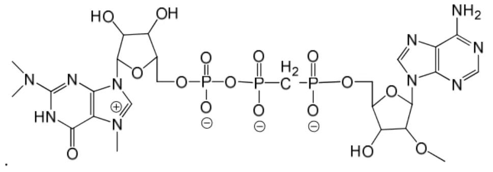 Figure 6 The 2,2,7-trimethylguanosine cap linked to 2’-O-methyladenosine via a α-β modified triphosphate bridge