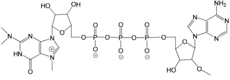 Figure 1 The  m 3 G with the native triphosphate bridge to 2’-O-methyladenosine 