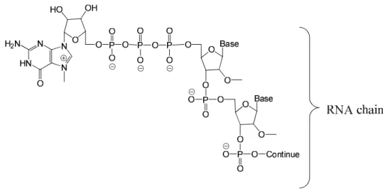 Figure 3 The m7G cap connected to an RNA chain via a 5’-5’ bridge 