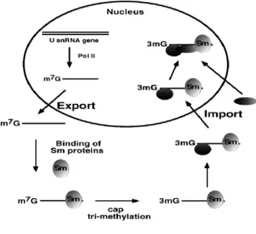 Figure 4 The pathway by which snRNA is synthesized in the nucleus, exported, assembled with Sm protein to form  spliceosome, hypermethylated and imported to the nucleus