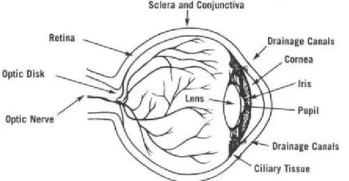 Figure 1. The human eye anatomy 