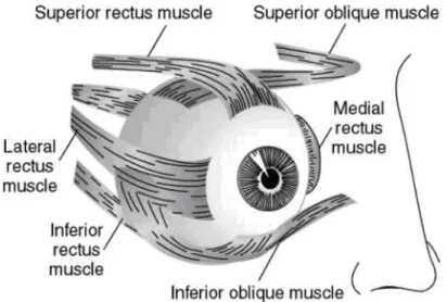 Figure 3. The human eye muscles 