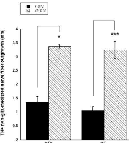 Figure 3: TH-positive non-glia-mediated nerve fiber outgrowth at 7 versus 21 days in vitro