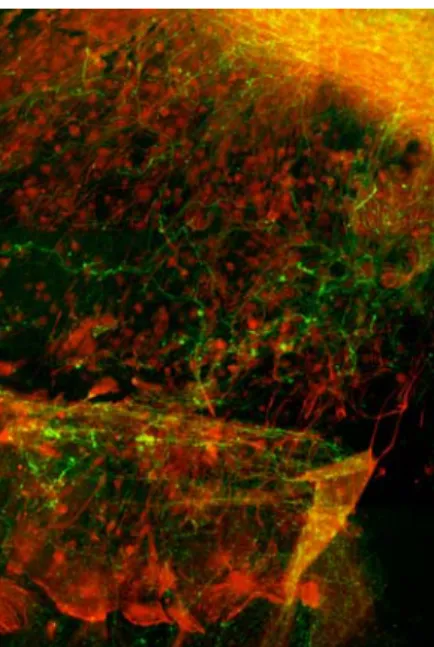 Figure 5:  Migration of astrocytes (red)                       Figure 6: Migration of astrocytes (red)   and TH-positive nerve fibers (green) at 7                    and TH-positive nerve fibers (green) at 21  days in vitro