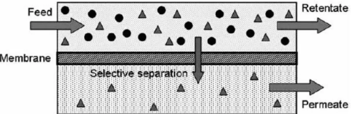 Figur 12. Illustration av hur två olika komponenter hos en gassammansättning kan  separeras från varandra med hjälp av ett membran