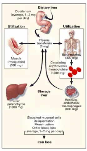 Figure 1. Distribution of iron in adults. Reproduced with permission from review article  by Andrews