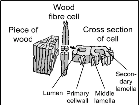 Figure 2. A wood cell taken from a piece of softwood is shown with  permission from Ljungbom and Isaksson (1995)