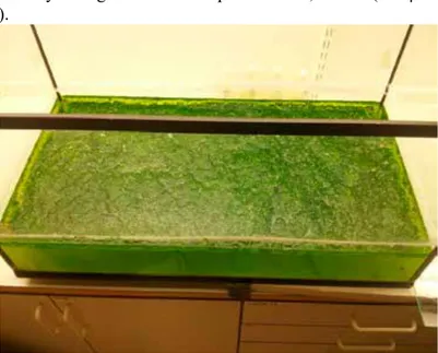 Figure 4 Aquarium with cultivated microalgae. Photo by J.Olsson. 