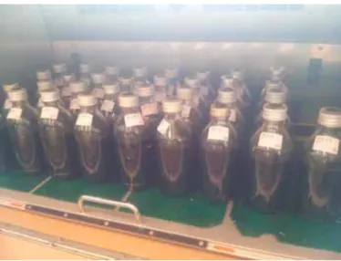 Figure 5 Bottles used in one of the BMP-experiments. Photo by J.Olsson. 