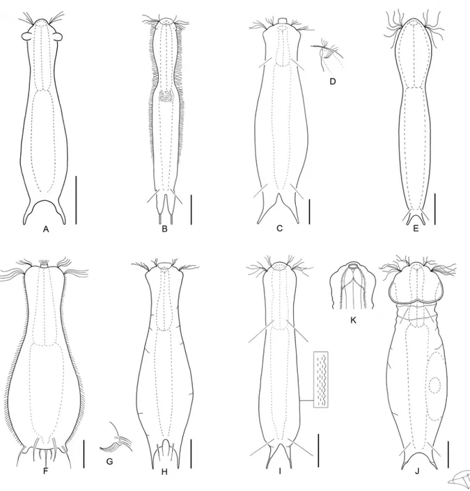 Figure 5. A-K) subgenus Ichthydium. A) Ichthydium auritum dorsal view. B) I. bi- bi-fasciale dorsal view