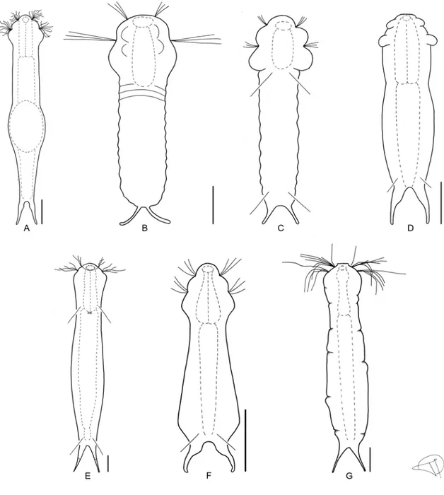 Figure 6. A-G) subgenus Ichthydium continued. A) Ichthydium leptum dorsal  view. B-C) I