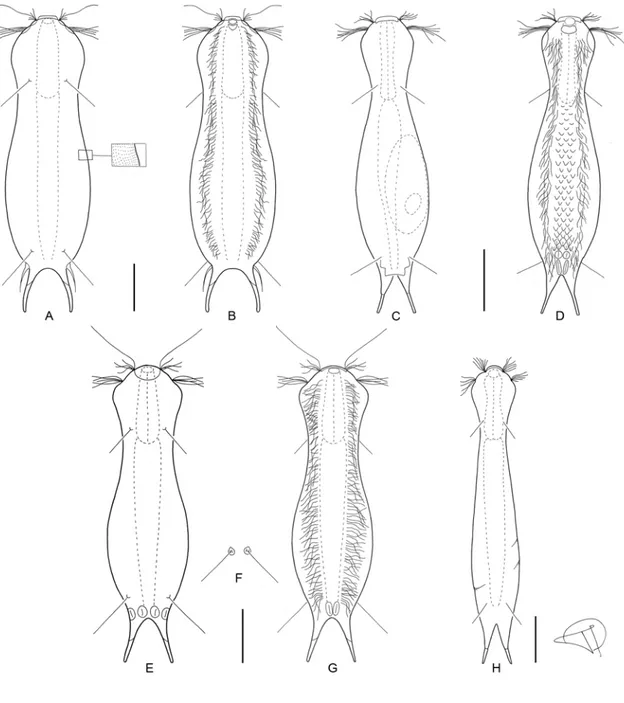 Figure 9. A-H, unknown subgeneric division continued. A) Ichthydium diacan- diacan-thum dorsal and B) ventral view