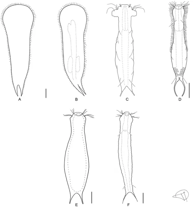 Figure 10. A) Ichthydium jamaicense dorsal view and B) ventral view. C) I. mal- mal-leum nomen nudum dorsal view