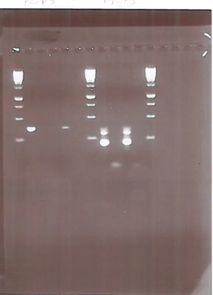 Figur 1. Ny PCR med P2/P3 och P4/P5. Brunn 1- 5: PCR med P2/P3. Brunn 6-11: PCR med P4/P5