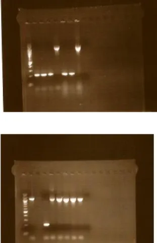 Fig. 3. Resultatet av PCR körningen med M13 forw och rew  primrar. Den förväntade produkt längden är 940 bp (själva  inklonade sekvensen) + 166 bp (från vektorn) = 1106 bp i  alla prover