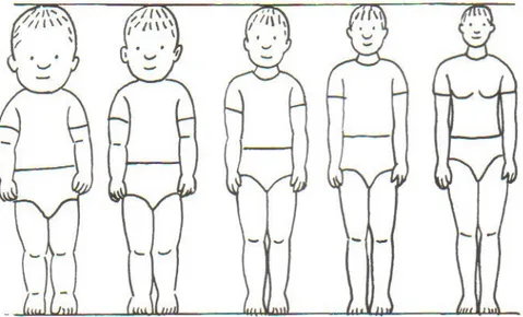 Figure 2. From left, the proportions of a newborn, 2-year-old, 6-year-old, 12-year-old and a 25-year old   (Falkmer &amp; Paulsson 2003) 
