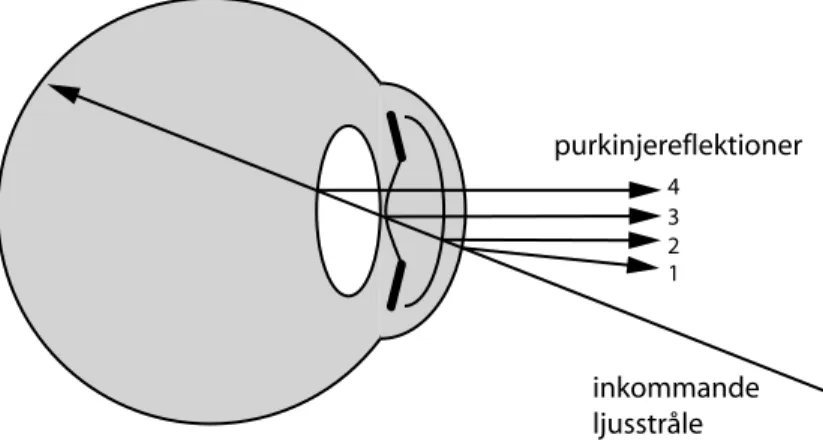 Figur 3.3 De fyra purkinjereflektionerna