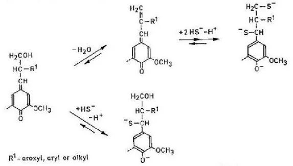 Figure 8. The nucleophilic addition of hydrosulphide ions to quinone methide intermediates (Gierer, 1985) 