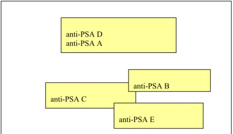 Figure 7: Schematic picture how the different antibodies can find separate epitopes when  binding to PSA
